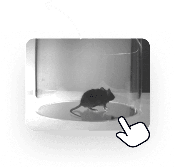 An example analysis video of a mouse moving inside an open-field box.